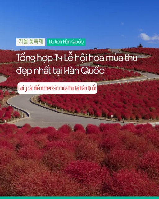 🌸 Tổng hợp toàn bộ 14 Lễ hội hoa mùa thu đẹp nhất tại Hàn Quốc