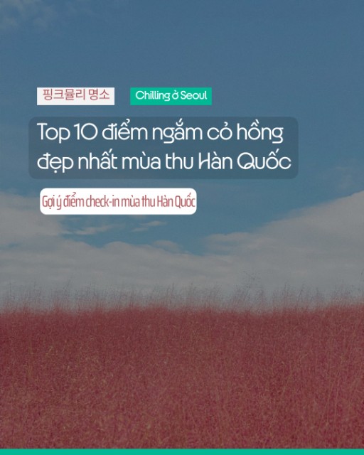 Top 10 điểm ngắm cỏ hồng đẹp nhất mùa thu Hàn Quốc
